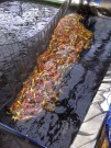 5000+ Ogata Koi netted and ready to be selected
