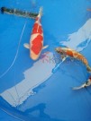 Ogata Koi for sale in the Auction