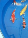 Ogata Koi for sale in the Auction