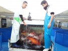 Taking all the Koi back to the ponds after the auction