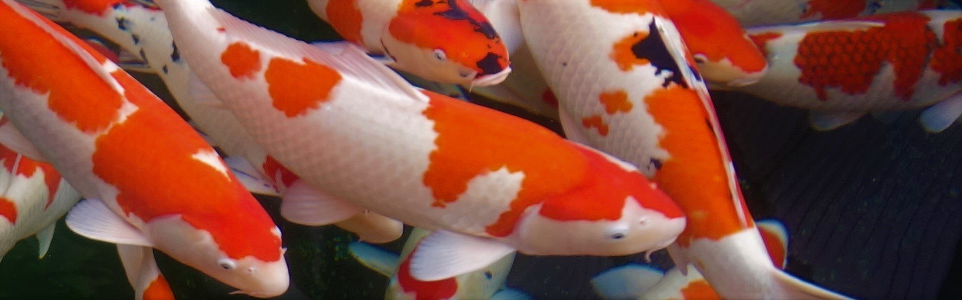 Ogata Japanese Koi