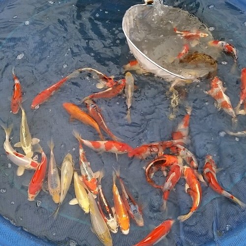 All Bowls, Nets & Tanks - Koi & Pond Products - Koi Logic