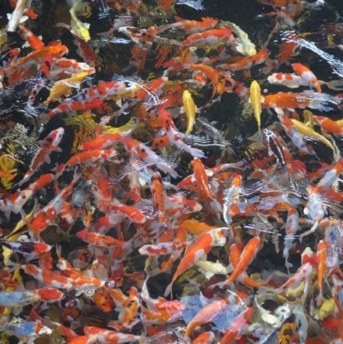 Ogata Koi For Sale