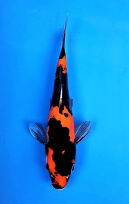 Tosai - 1 Year Old Ogata Koi