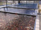 1000s of high quality Koi at the Ogata Koi Farm