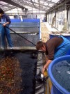 Ogata Staff netting Koi for selecting