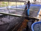 Ogata Staff netting Koi for selecting