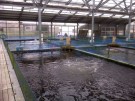 Tategoi Ponds full of best quality 30cm Koi