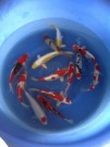 High quality show Koi selected by James at the Ogata Koi Farm, Japan