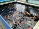 Ogata ponds containing Koi from the Autumn Harvest