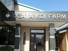 Ogata Koi Farm, Japan