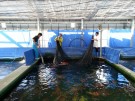 Ogata Staff netting Koi for selecting