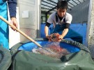 Sugimoto moving James's selected Koi to Koi Logic Pond