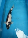 Ogata Koi from Autumn Harvest Ogata Koi from Autumn Harvest