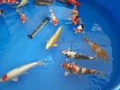 Ogata Koi for sale in the Auction