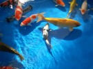 Ogata Koi for sale in the Auction