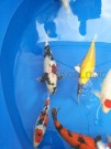 Ogata Koi for sale in the Auction