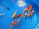 Ogata Koi for sale in the Auction