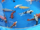 Ogata Koi for sale in the Auction