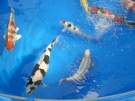 Ogata Koi for sale in the Auction