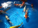 Ogata Koi for sale in the Auction