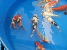 Ogata Koi for sale in the Auction