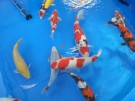 Ogata Koi for sale in the Auction