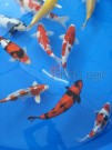 Ogata Koi for sale in the Auction