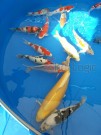 Ogata Koi for sale in the Auction