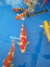 Ogata Koi for sale in the Auction