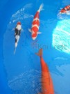 Ogata Koi for sale in the Auction