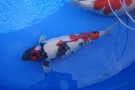 Day 1:  Nishikigoi Shinkokai Kyushu District Koi Show