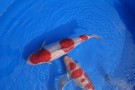 Day 1: Nishikigoi Shinkokai Kyushu District Koi Show