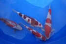 Day 1:  Nishikigoi Shinkokai Kyushu District Koi Show