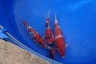 Day 1:  Nishikigoi Shinkokai Kyushu District Koi Show