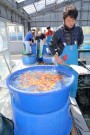 Day 2: Spring Koi selection at Ogata Koi Farm