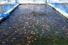 Day 2: Spring Koi selection at Ogata Koi Farm