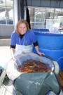 Day 2: Spring Koi selection at Ogata Koi Farm