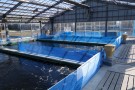 Day 2: Spring Koi selection at Ogata Koi Farm