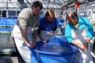 Day 2: Spring Koi selection at Ogata Koi Farm