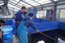 Day 2: Spring Koi selection at Ogata Koi Farm