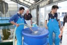 Day 2: Spring Koi selection at Ogata Koi Farm