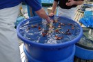 Day 2: Spring Koi selection at Ogata Koi Farm