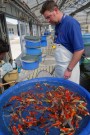 Day 2: Spring Koi selection at Ogata Koi Farm