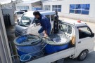 Day 2: Spring Koi selection at Ogata Koi Farm