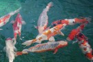 Day 2: Spring Koi selection at Ogata Koi Farm