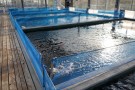 Day 2: Spring Koi selection at Ogata Koi Farm