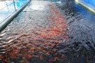 Day 2: Spring Koi selection at Ogata Koi Farm