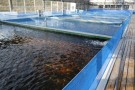 Day 2: Spring Koi selection at Ogata Koi Farm