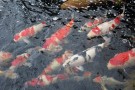 Day 2: Spring Koi selection at Ogata Koi Farm